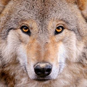 Meet your Posher, Shawn